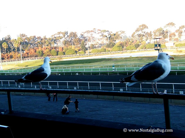 Two Seagulls pondering the view on the last day at Hollywood Park.